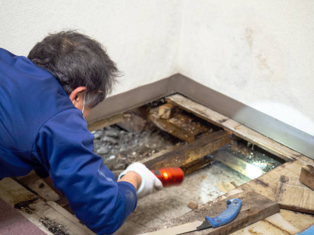 Mold Testing and Removal in Olympia Fields, IL