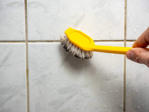 Olympia Fields, IL Mold Removal Company