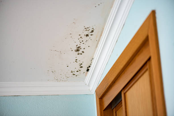 Mold Removal and Inspection in Olympia Fields, IL