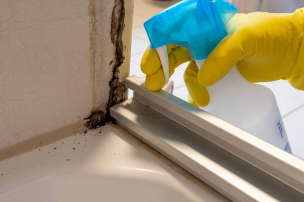 Best Emergency Mold Removal  in Olympia Fields, IL