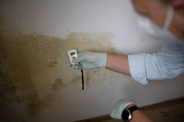Best Professional Mold Removal  in Olympia Fields, IL