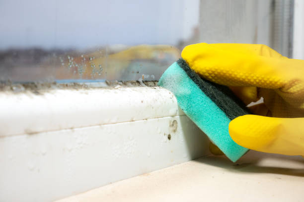 Best Residential Mold Removal  in Olympia Fields, IL