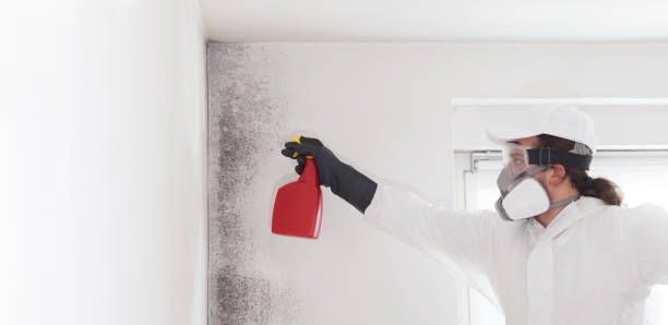 Best Affordable Mold Removal  in Olympia Fields, IL
