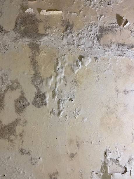 Best Certified Mold Removal  in Olympia Fields, IL