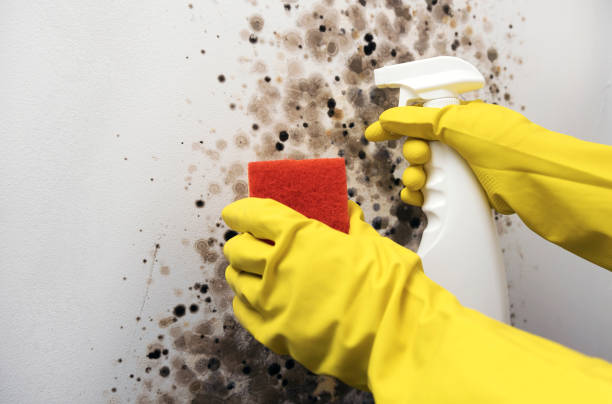 Certified Mold Removal in Olympia Fields, IL