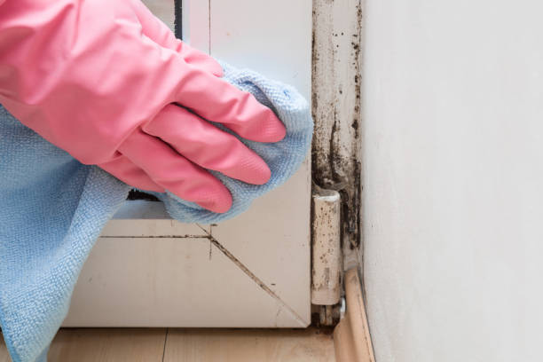 Best Professional Mold Removal  in Olympia Fields, IL