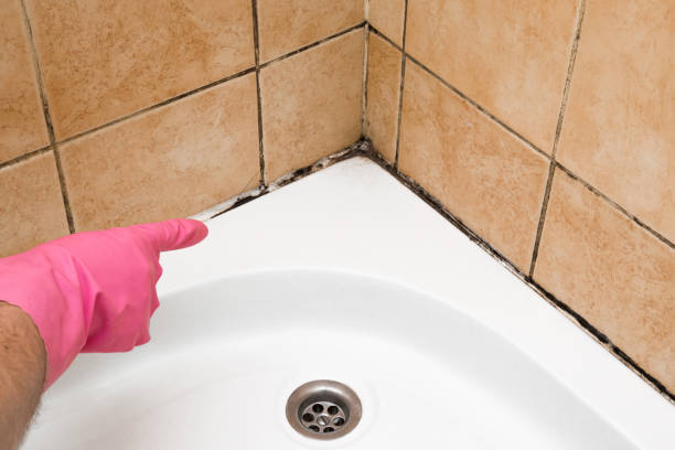 Best Fast Mold Removal  in Olympia Fields, IL